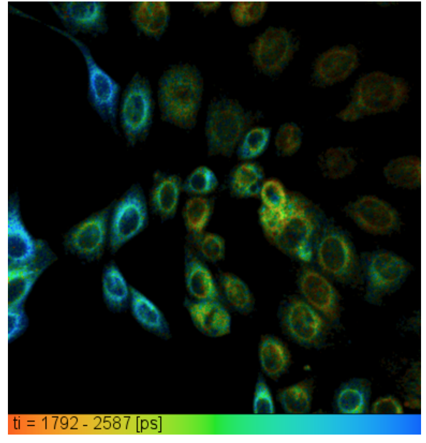 Cells under Microscope